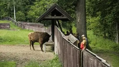 To warto zobaczyć. Tam gdzie żyją żubry na Mazurach