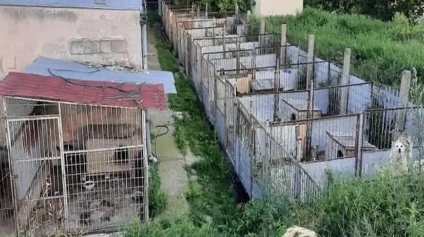 Horror zwierząt w schronisku na Mazurach. Koszmar przerwała policja i OTOZ Animals