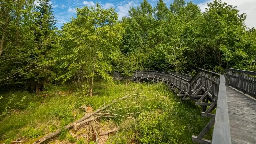 Niezwykłe miejsce na Mazurach. Tu zobaczycie odradzający się las