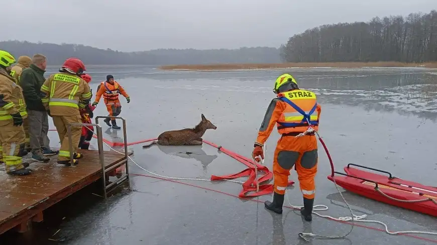Pod jeleniem załamał się lód na mazurskim jeziorze. Interweniowali strażacy