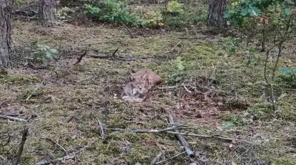 Na pomoc rysiowi na Mazurach. Zwierzę w ciężkim stanie