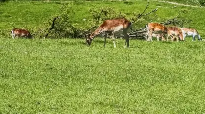 Apelują do premiera rządu o zaniechanie likwidacji atrakcji turystycznej na Mazurach