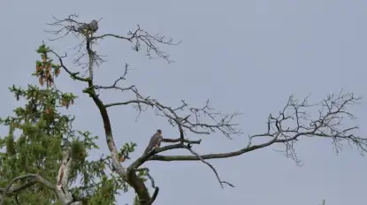 Tego się nie spodziewano. Sokół wędrowny wraca do mazurskich lasów 