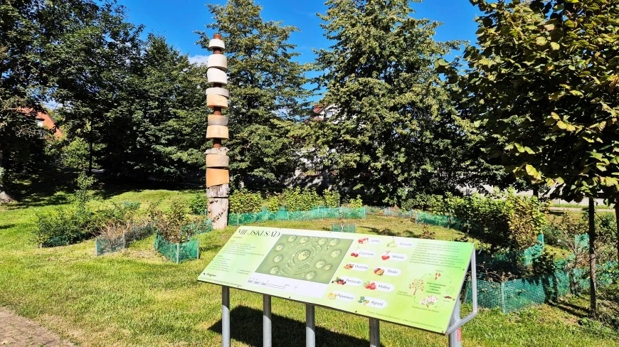 W tym mieście na Mazurach powstał...sad. Mieszkańcy i turyści mogą zrywać owoce