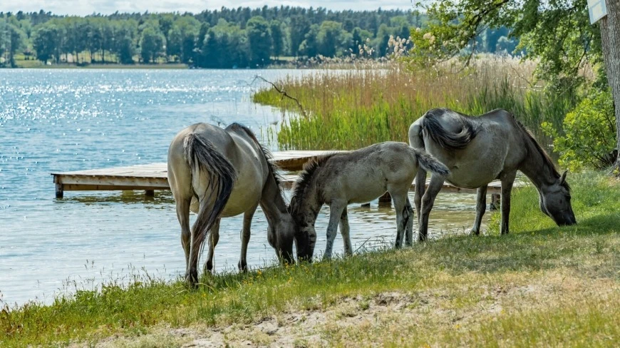 Popielno na Mazurach szykuje dwudniowe święto tradycji, smaku i nauki