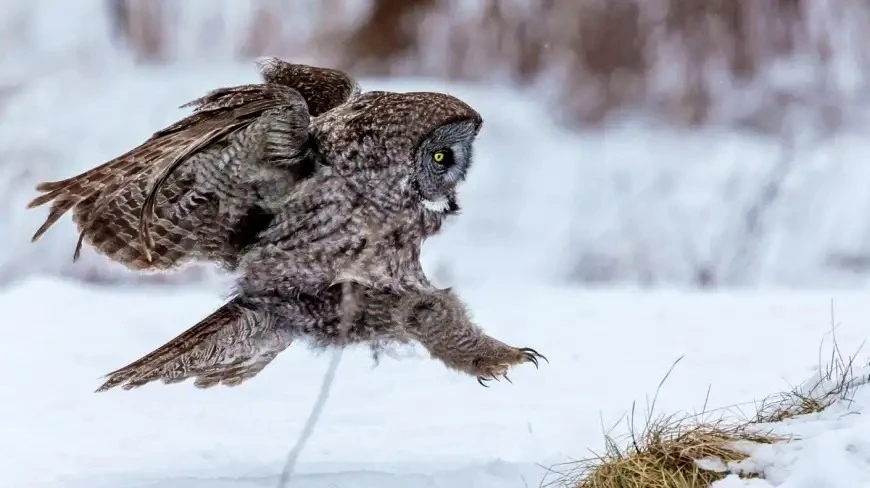 Przed nami wyjątkowa Giżycka Noc Sów w Twierdzy Boyen