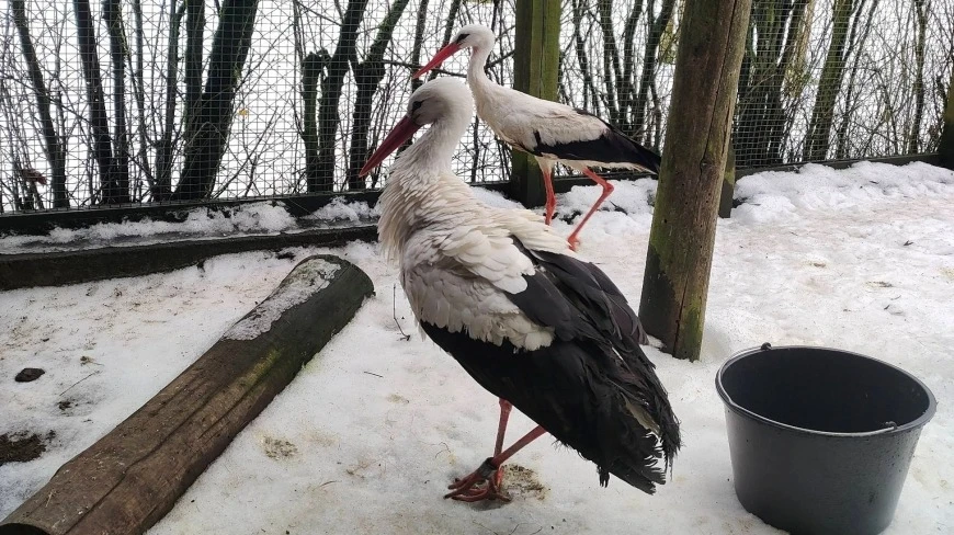 Krutek znów na Mazurach, choć droga do domu o mało nie skończyła się tragicznie