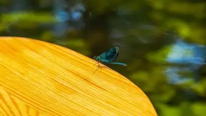 Spływy kajakowe rzeką Sapina - zdjęcie 7