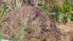 Letni las w okolicach Kruklina, sierpień 2021 r. - zdjęcie 13