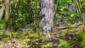 Letni las w okolicach Kruklina, sierpień 2021 r. - zdjęcie 4