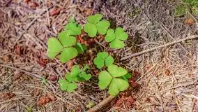 Letni las w okolicach Kruklina, sierpień 2021 r. - zdjęcie 22