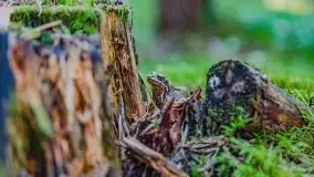 Letni las w okolicach Kruklina, sierpień 2021 r. - zdjęcie 43