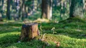 Letni las w okolicach Kruklina, sierpień 2021 r. - zdjęcie 18