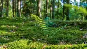 Letni las w okolicach Kruklina, sierpień 2021 r. - zdjęcie 20