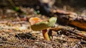 Mazurskie grzyby, fotogaleria bez wybrzydzania  - zdjęcie 12