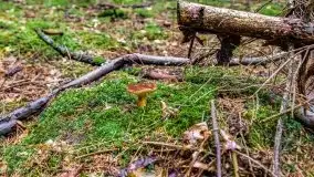 Mazurskie grzyby, fotogaleria bez wybrzydzania  - zdjęcie 30