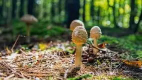 Mazurskie grzyby, fotogaleria bez wybrzydzania  - zdjęcie 26