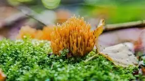 Mazurskie grzyby, fotogaleria bez wybrzydzania  - zdjęcie 5