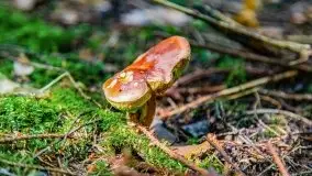 Mazurskie grzyby, fotogaleria bez wybrzydzania  - zdjęcie 48