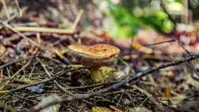 Mazurskie grzyby, fotogaleria bez wybrzydzania  - zdjęcie 32