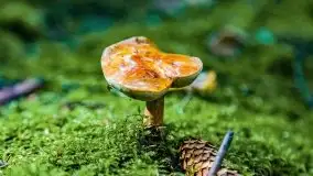 Mazurskie grzyby, fotogaleria bez wybrzydzania  - zdjęcie 20