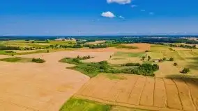 Mazurskie słoneczniki, sierpień 2021 - zdjęcie 12