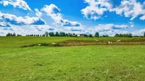 Mazurskie słoneczniki, sierpień 2021 - zdjęcie 25