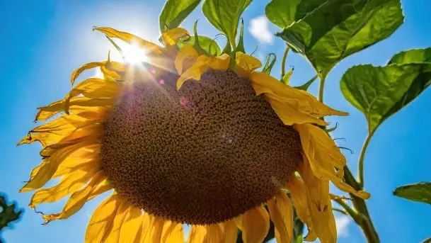 Mazurskie słoneczniki, sierpień 2021 - zdjęcie 4