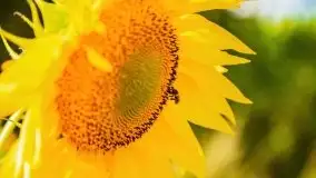 Mazurskie słoneczniki, sierpień 2021 - zdjęcie 28