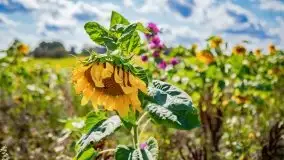 Mazurskie słoneczniki, sierpień 2021 - zdjęcie 1