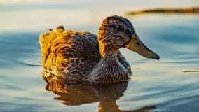 Wrześniowy wschód słońca w Wilkasach - porty AZS i PTTK Wilkasy - zdjęcie 29