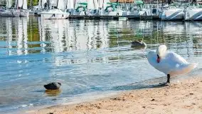 Suszenie żagli nad jeziorem Niegocin, Wilkasy - zdjęcie 50