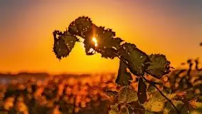 Zachód słońca, Giżycko, jezioro Niegocin, październik 2021 r. - zdjęcie 32