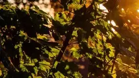 Zachód słońca, Giżycko, jezioro Niegocin, październik 2021 r. - zdjęcie 28