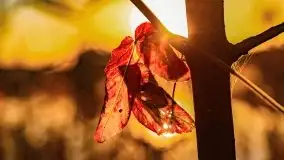 Zachód słońca nad jeziorem Krzywa Kuta - zdjęcie 27