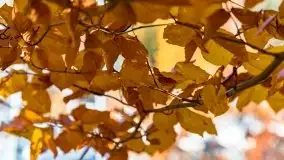 Jesienne klimaty w Pięknej Górze, jezioro Kisajno - zdjęcie 10