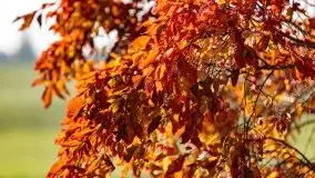 Wschód słońca nad jeziorem Kruklin, październik 2021 r. - zdjęcie 57