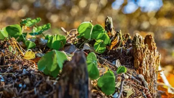Las miejski w Giżycku pod koniec jesieni, listopad 2021 r. - zdjęcie 6