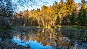 Las miejski w Giżycku pod koniec jesieni, listopad 2021 r. - zdjęcie 14