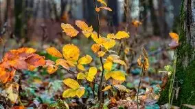 Las miejski w Giżycku pod koniec jesieni, listopad 2021 r. - zdjęcie 32