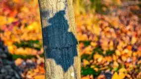 Las miejski w Giżycku pod koniec jesieni, listopad 2021 r. - zdjęcie 46