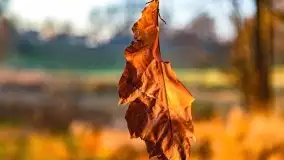 Las miejski w Giżycku pod koniec jesieni, listopad 2021 r. - zdjęcie 35