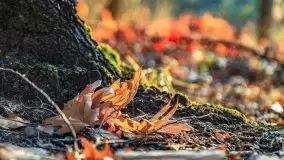 Las miejski w Giżycku pod koniec jesieni, listopad 2021 r. - zdjęcie 53