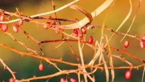 Listopadowy zachód słońca nad jeziorem Tałty, Skorupki - zdjęcie 23