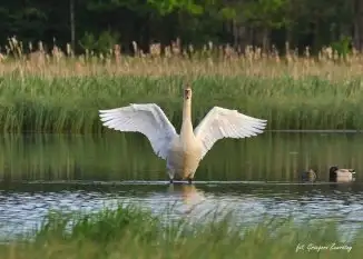 Miłośnicy Mazur - Łabędź niemy na zdjęciach Grzegorza Zawrotnego