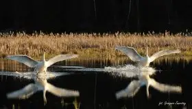 Miłośnicy Mazur - Łabędź niemy na zdjęciach Grzegorza Zawrotnego - zdjęcie 2