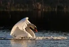 Miłośnicy Mazur - Łabędź niemy na zdjęciach Grzegorza Zawrotnego - zdjęcie 9