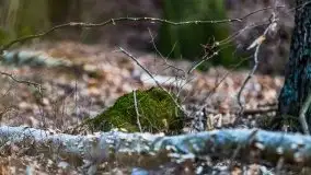 Przedwiośnie 2021 w lesie niedaleko Szczybałów Giżyckich - zdjęcie 18