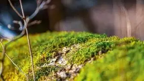 Przedwiośnie 2021 w lesie niedaleko Szczybałów Giżyckich - zdjęcie 7