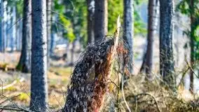 Przedwiośnie 2021 w lesie niedaleko Szczybałów Giżyckich - zdjęcie 10